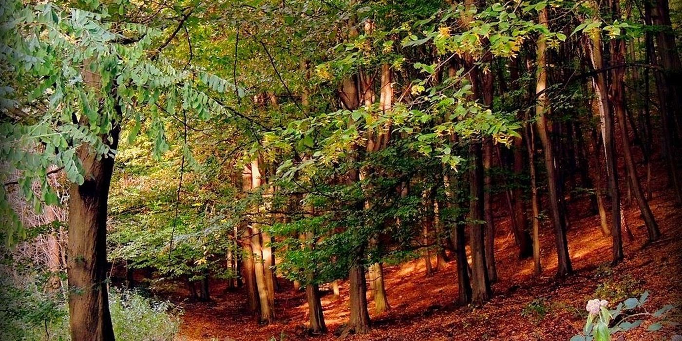 Sopron-Lőverek