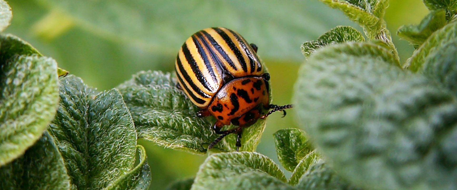Agrofil-SZMI Kft.