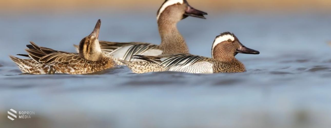 A böjti réce az év madara 2025-ben