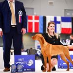 2025.04.11 - Europa Dog Show Brno
