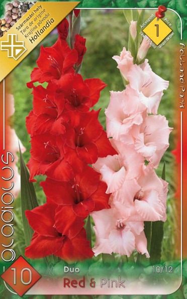Kardvirág DUO Red-Pink 10 db/csomag termék képe