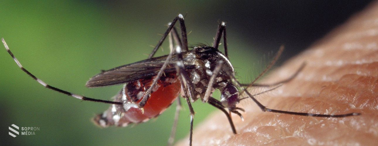 Sopron térségében is folytatódik ezen a héten a szúnyogirtás