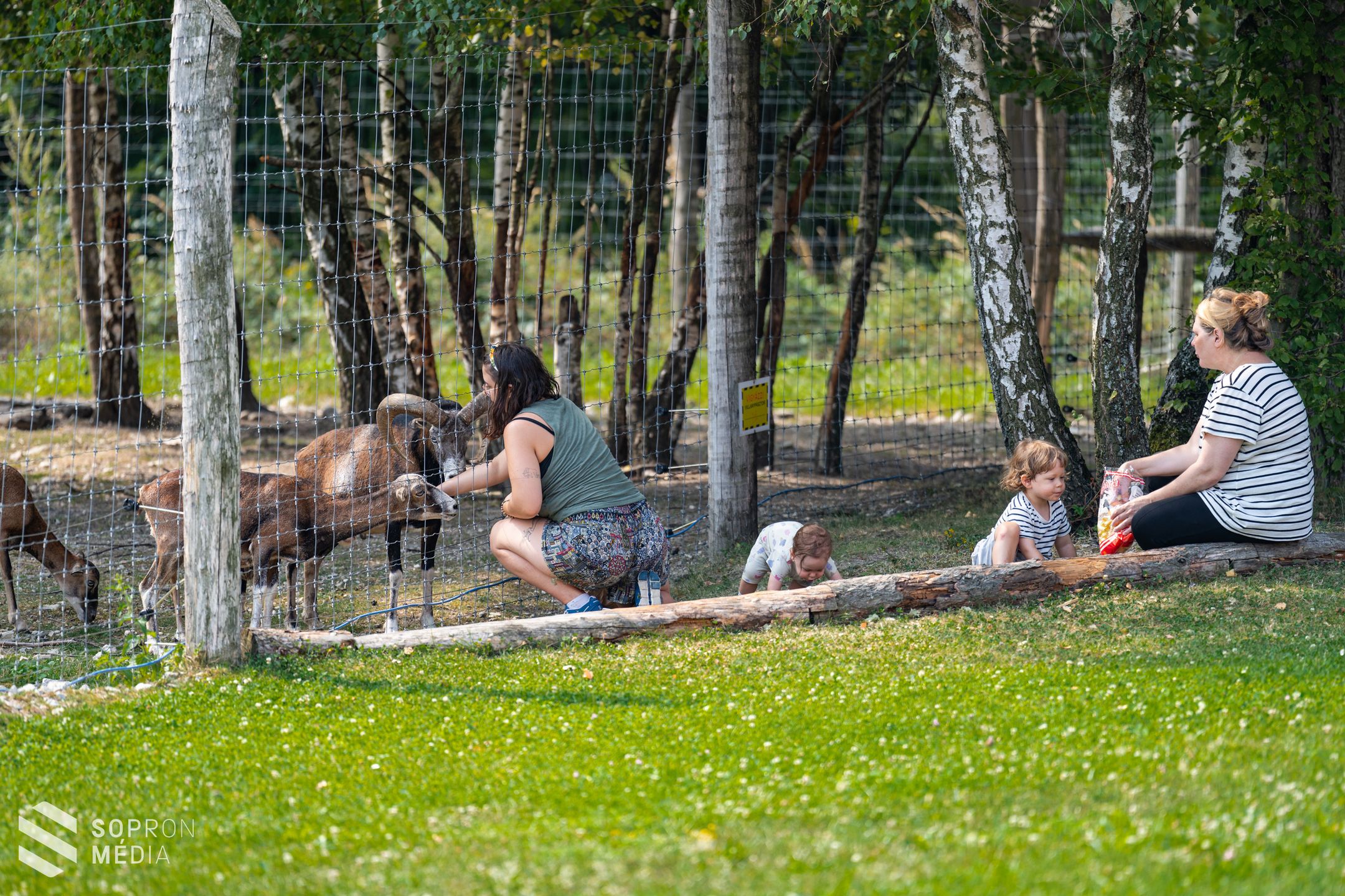 Születésnap az Erdő Házában