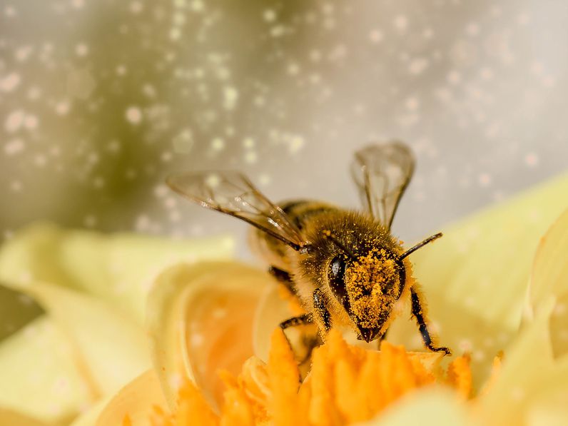 Méhpusztulást okozó gyógyhatású készítményt hívott vissza a Nébih