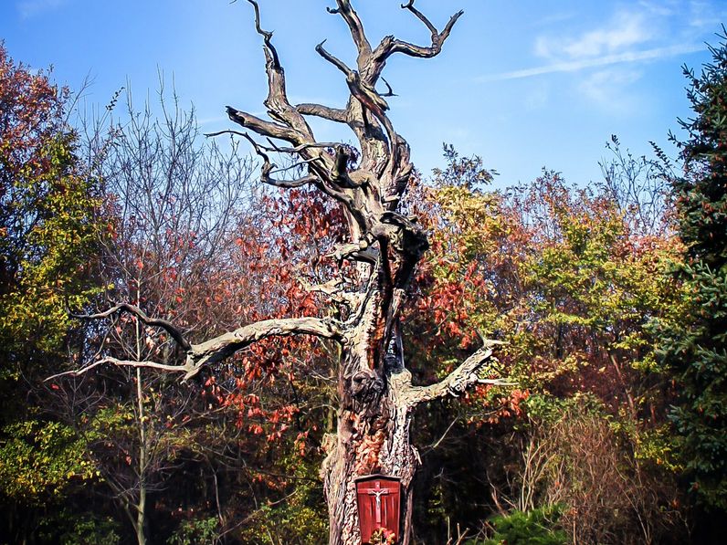 A Vöröskép és más élő legendák faluja: Vitnyéd