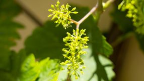 Virágzik a szőlő a soproni borvidéken is