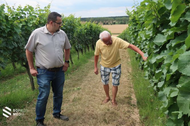Hollósi Gábornak, Lövő polgármesterének mutatja szőlőjét Regényi András