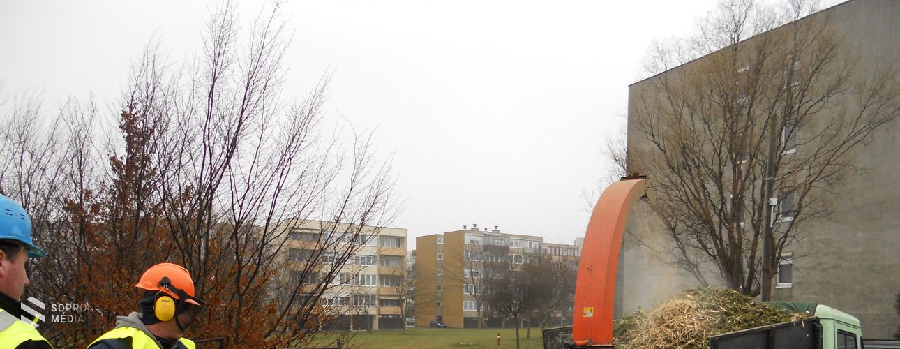 Újrahasznosuló karácsonyfák