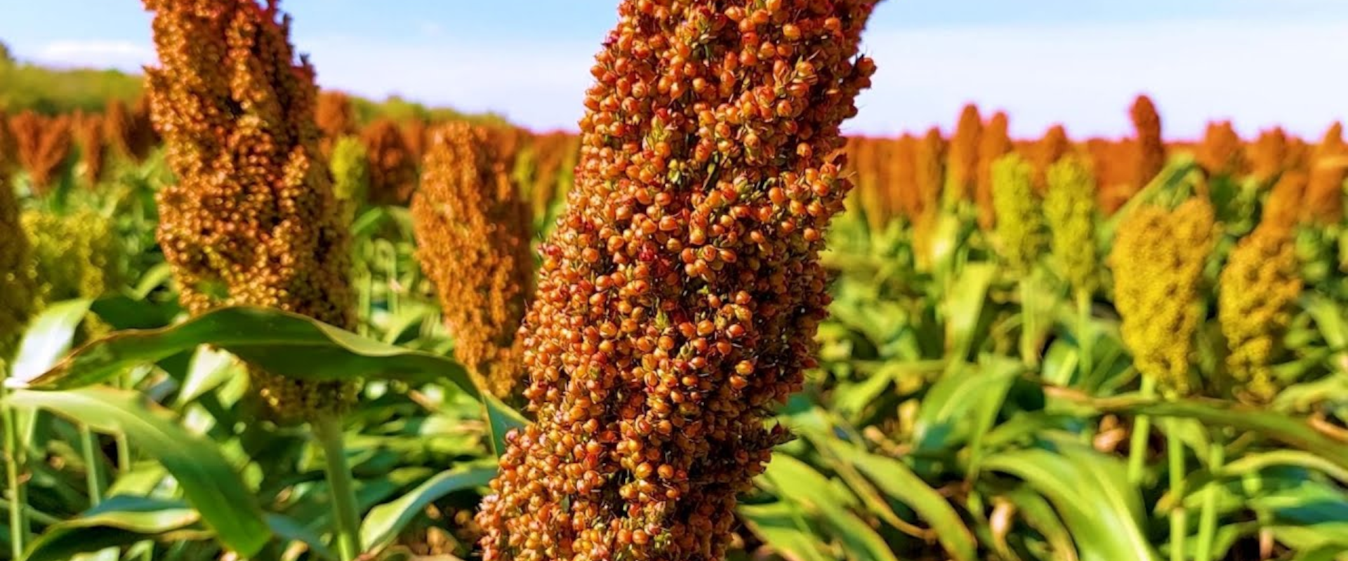 Agrofil-SZMI Kft.