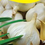 Fokhagyma Messidrome 250g termék képe