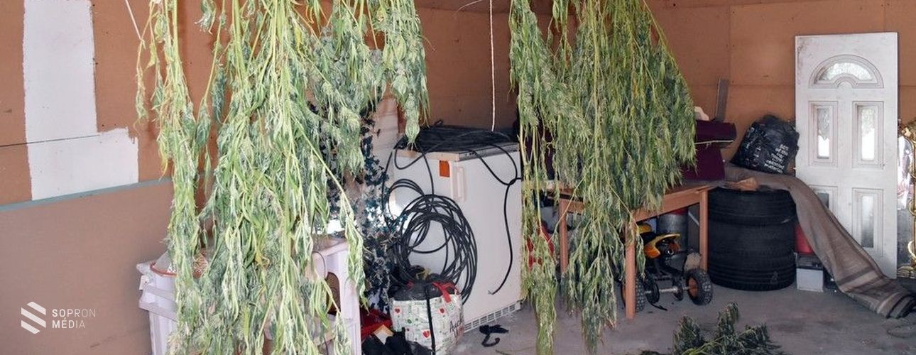 Marihuana-ültetvényt számoltak fel a soproni nyomozók