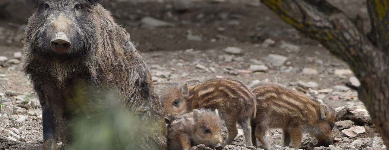 Feloldották a ragadós száj- és körömfájásjárvány kapcsán bevezetett korlátozásokat