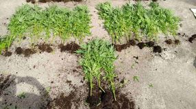 Kábítószer-ültetvény egy soproni pincében