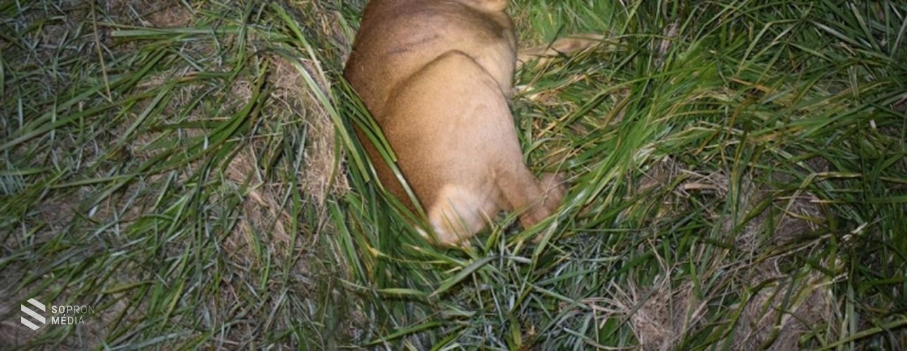 Vaddal ütközött Hegykő közelében