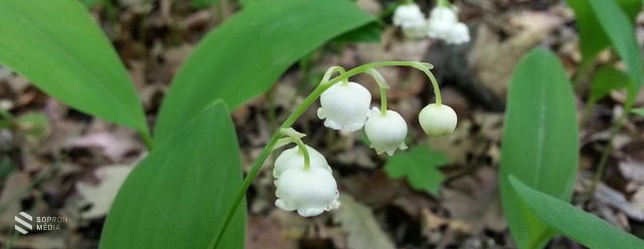 Végéhez közeledik a gyöngyvirágszezon