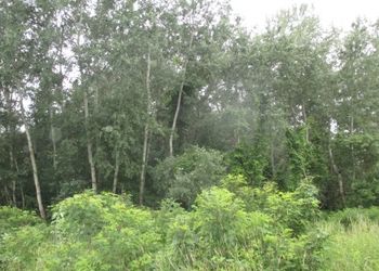 Tiszadorogmai Göbe-erdő