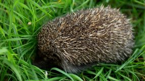 A sünök védelmére figyelmeztet az MME