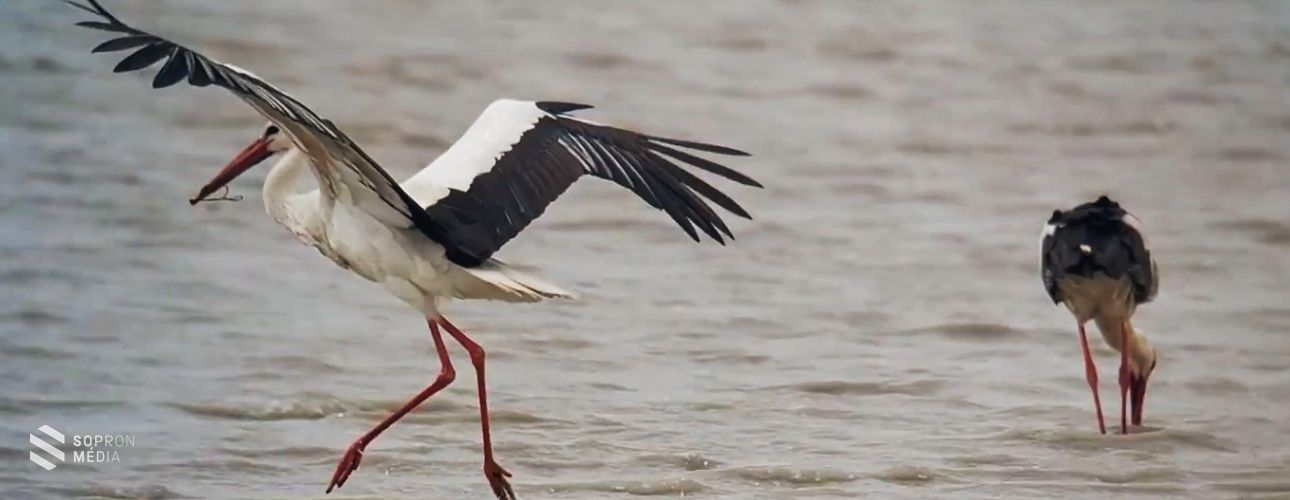 Rendkívül szokatlanul viselkedő gólyákat figyeltek meg a Fertő tónál – VIDEÓVAL!