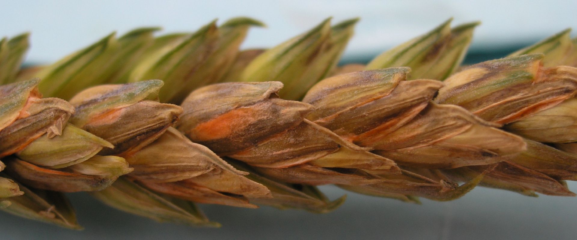 Agrofil-SZMI Kft.