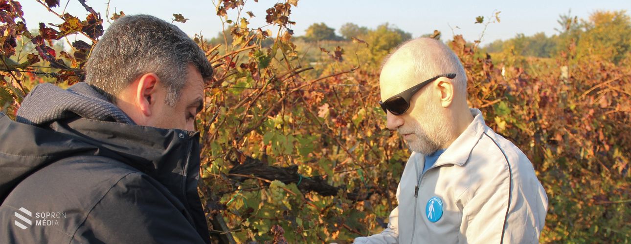 Vakok és gyengénlátók szüreteltek a Lion Club tagjaival 