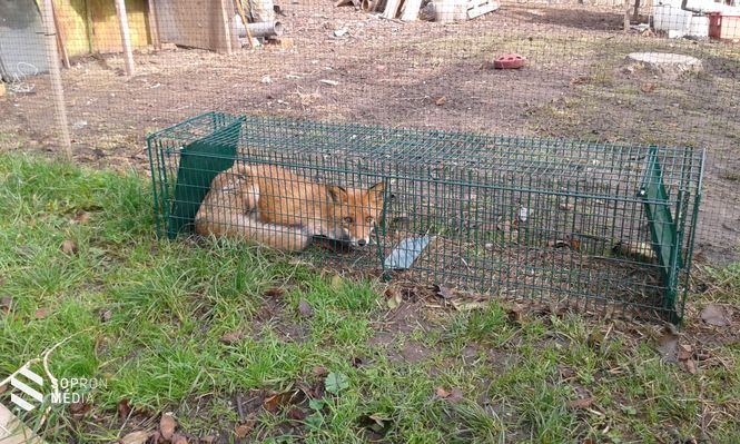 A szárnyasok udvarában tetten ért róka