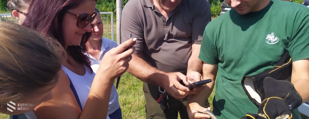 Rákosi viperákat telepítettek vissza a Fertő-Hanság Nemzeti Parkba