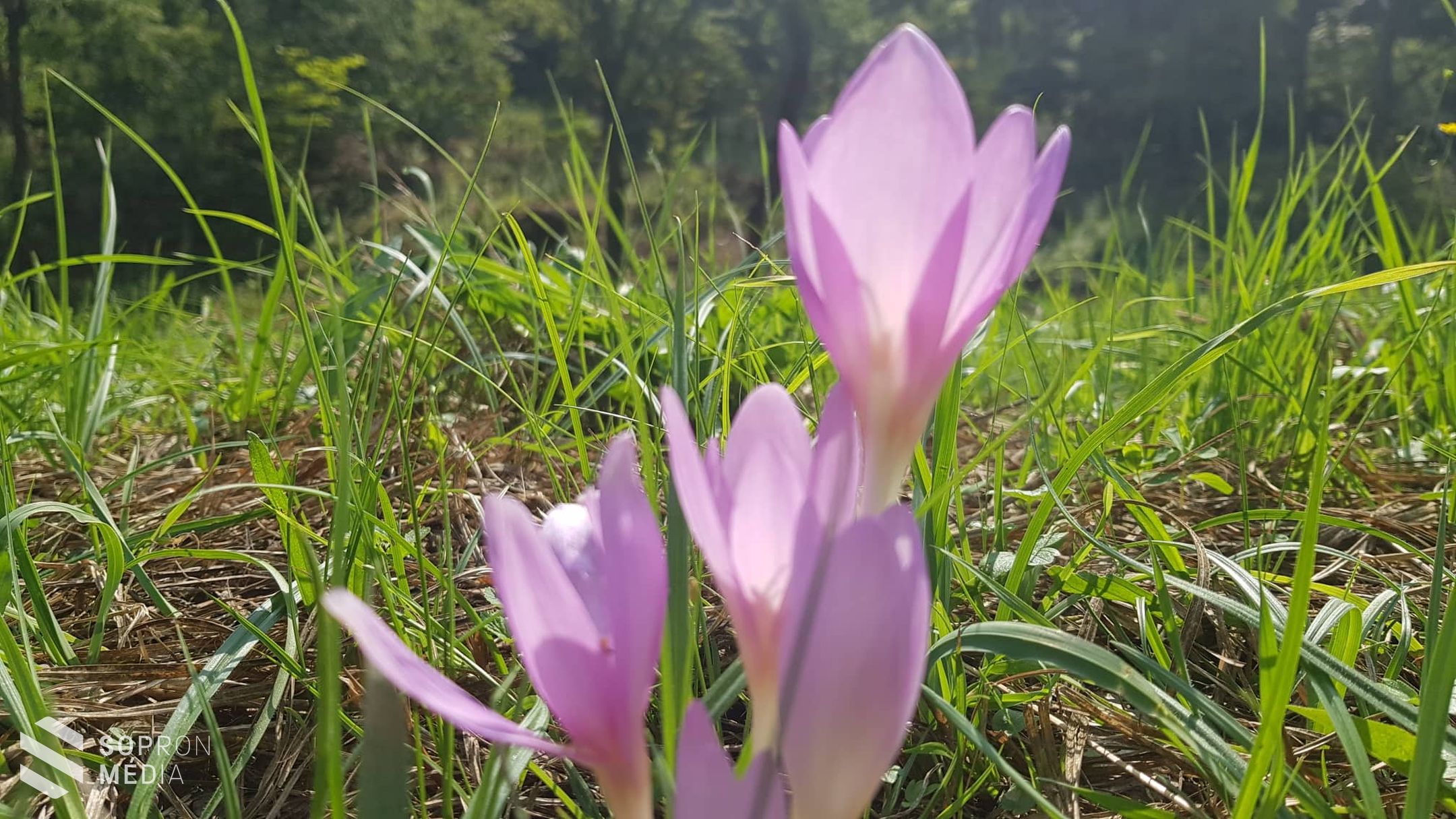 Gyönyörködjön az őszi kikericsben!