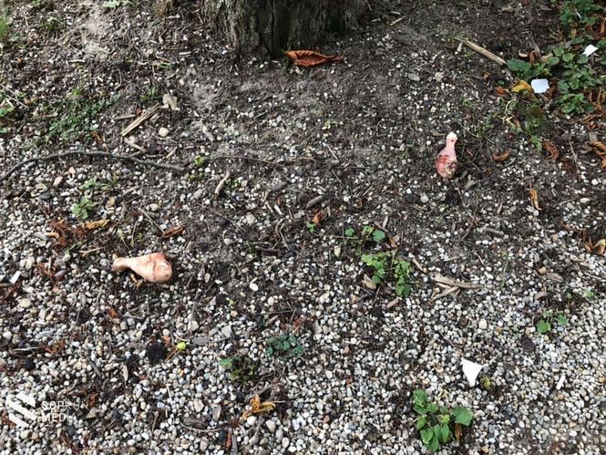 Szovák Ágnes ezeket a felvételeket rögzítette az Erzsébet-kertben