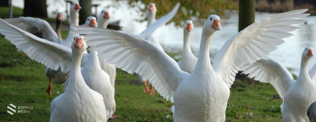 Miért eszünk libát Márton-napon?