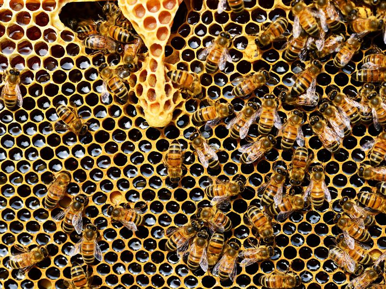 Méhekre veszélyes szer került ki a forgalomból
