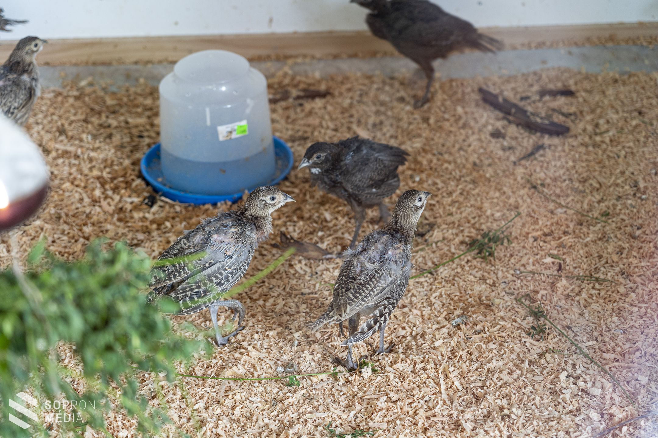 Mongol fácánokat engedtek szabadon az Erdő Házában