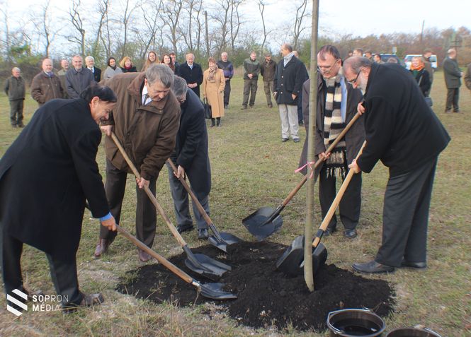 Az emlékerdőben elültették a 191. kislevelű hársfát