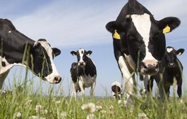 GRAZEMAX 1 fűkeverék vetőmag