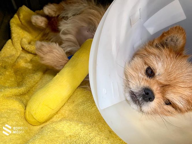 A soproni állatvédők ha kell, komoly beavatkozások árán is küzdenek a kedvencek életéért