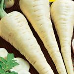 Petrezselyem Korai cukor  50 g termék képe