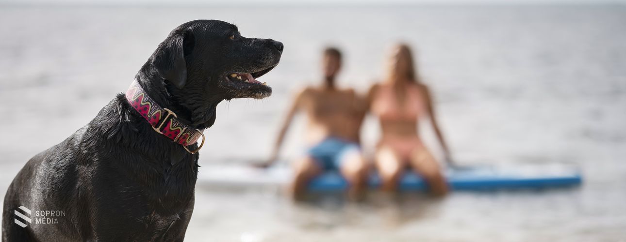 Egyre több a lehetőség a négylábúaknak: már 21 kutyabarát strand várja a gazdikat országszerte!