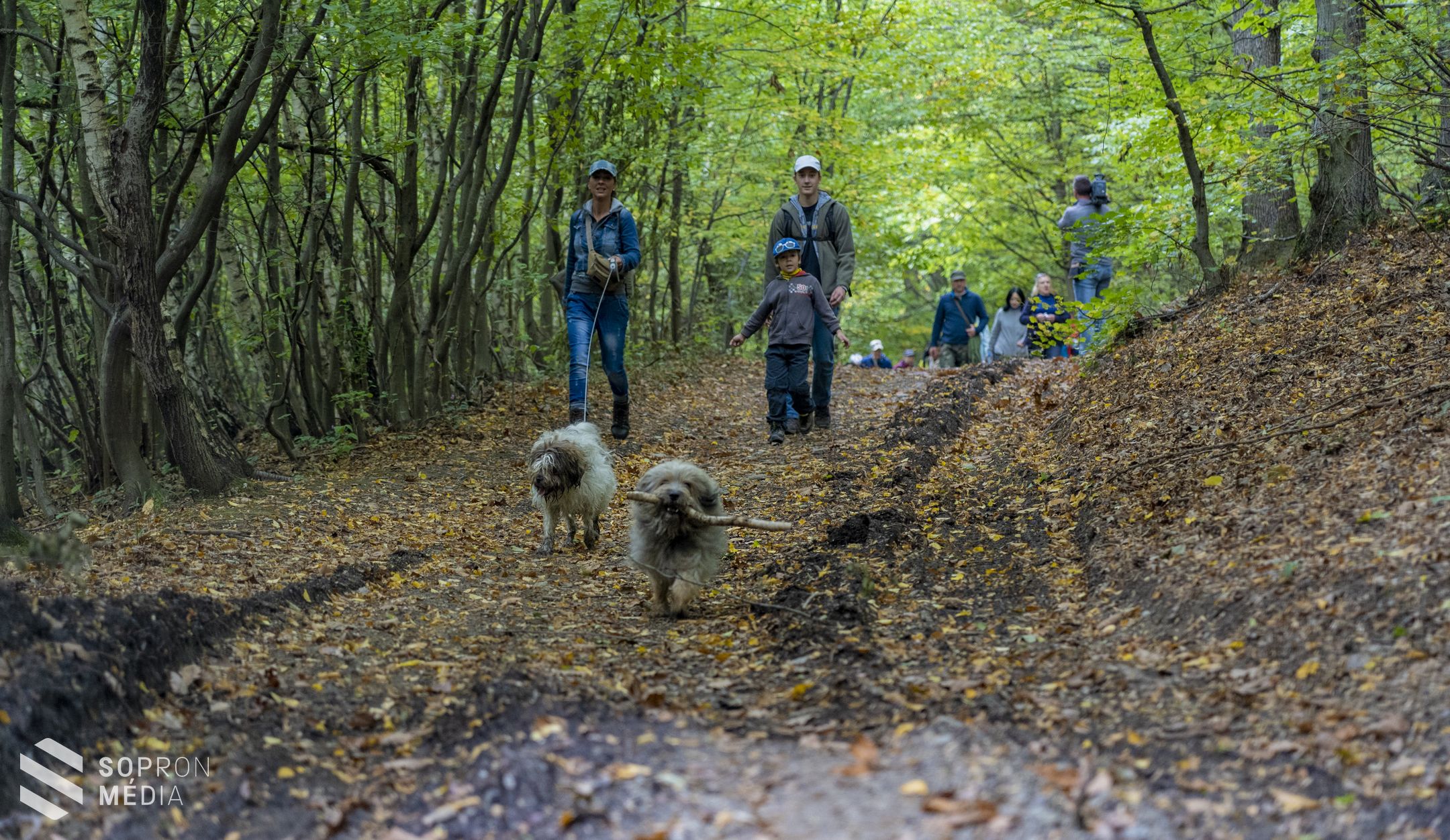 Gyalogló nap - 4 féle távon indulhattak a mozogni vágyók