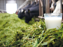 Vajon a tehén a salátabárban mit választana köretnek a koncentrált takarmány mellé?