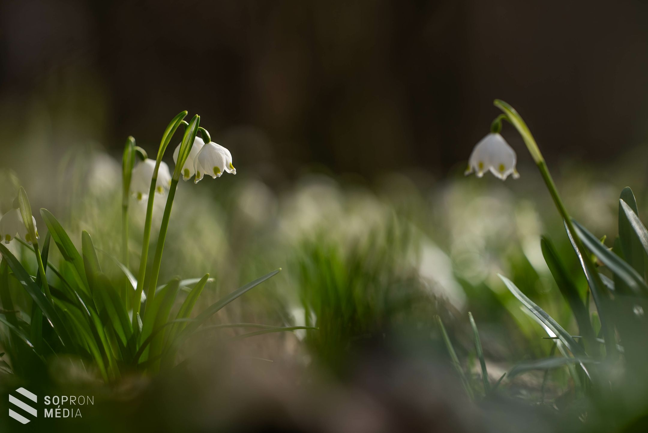 Hófehér szőnyegként borítják be a tőzikék Csáfordjánosfát