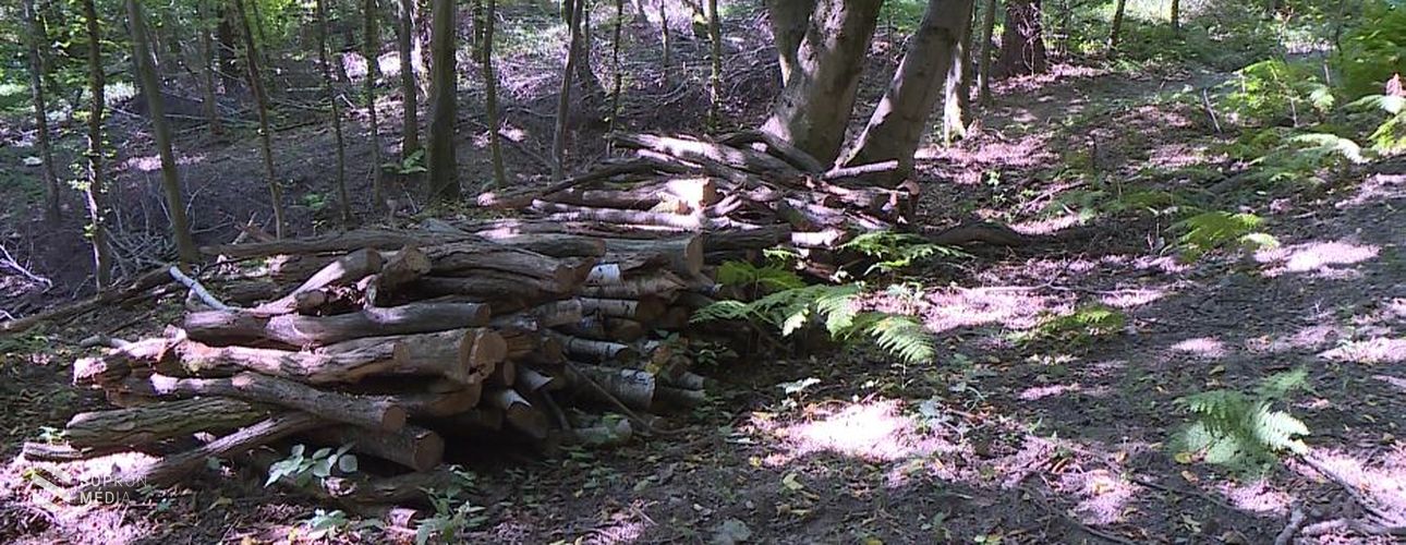 Vékony tűzifa-, ágfagyűjtési lehetőséget kínál a TAEG Zrt.
