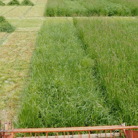 VITALSEED RÉT 4. fűkeverék vetőmag /LOUKA 6/