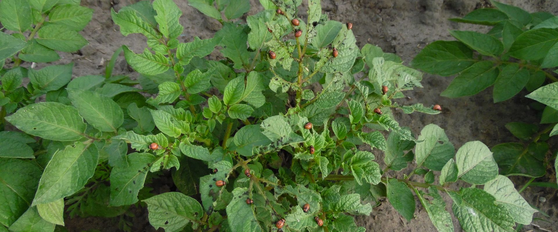 Agrofil-SZMI Kft.