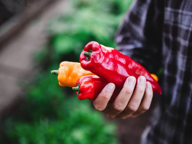 A magyar konyha védjegye: a paprika