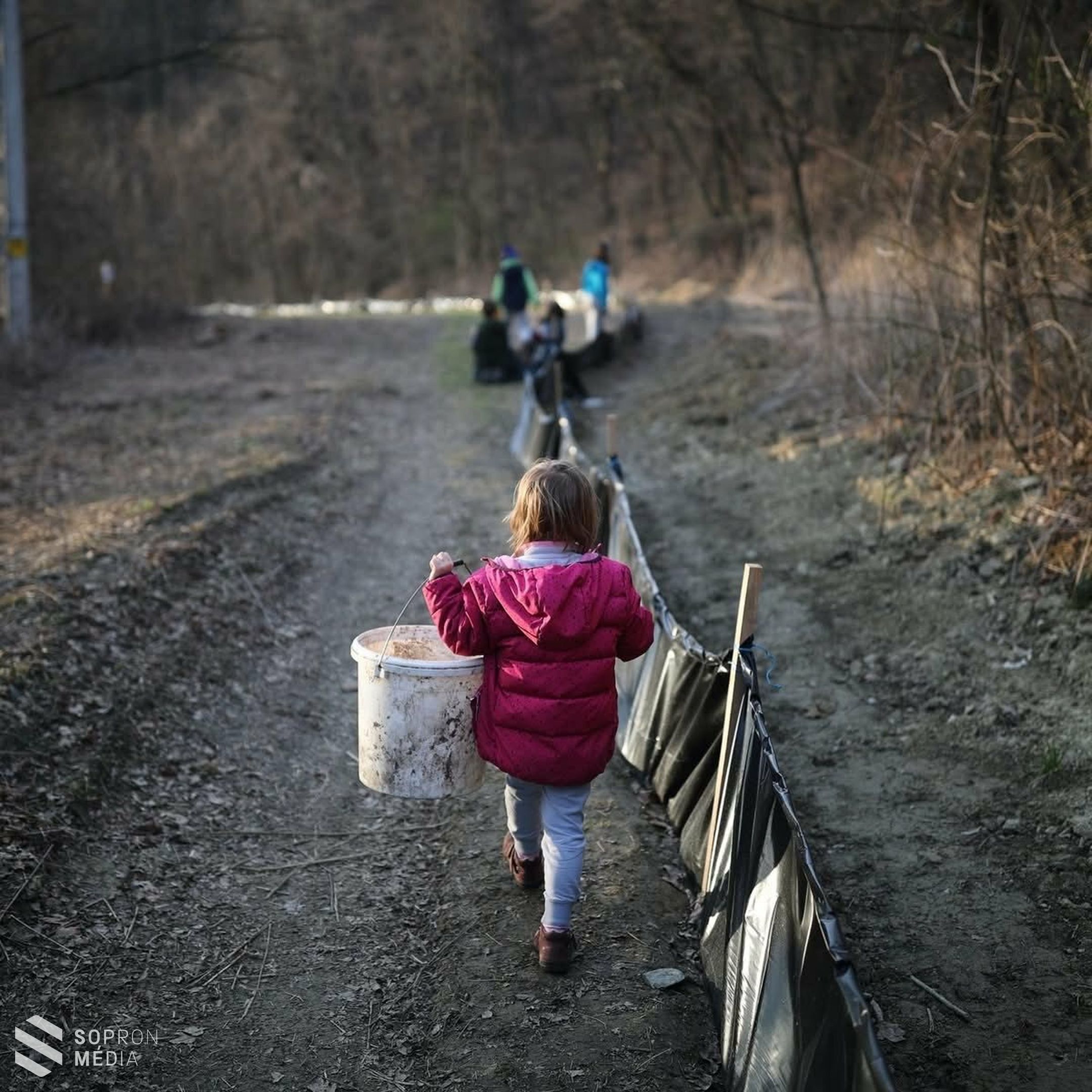Javában zajlik a békamentés a Fehér úti-tónál