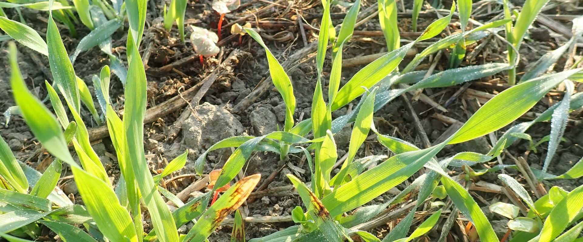 Agrofil-SZMI Kft.