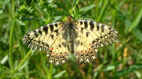 Ezekben a hetekben repül egyik legszebb pillangófajunk, a farkasalmalepke!