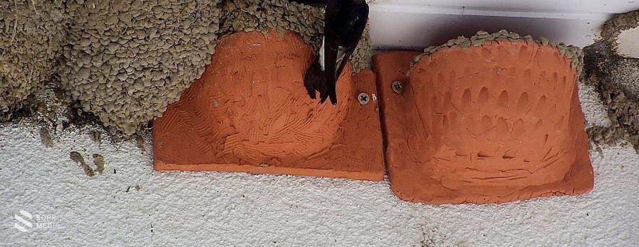 A fecskék védelmének fontosságára hívja fel a figyelmet a Magyar Madártani és Természetvédelmi Egyesület