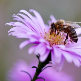 A természet egyik hatalmas ajándéka: a méhek