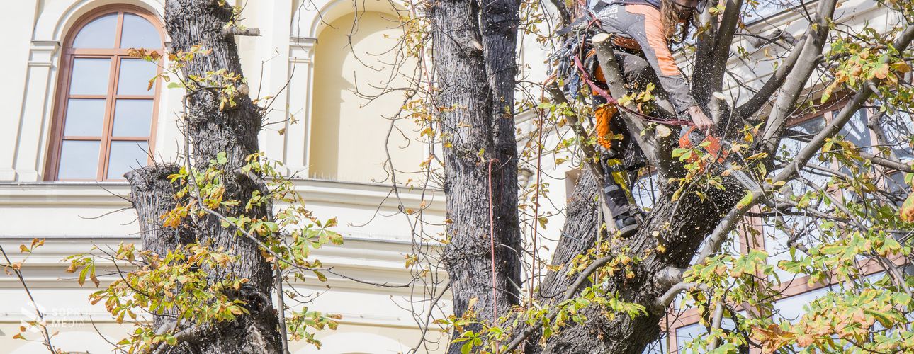 Levágták a gesztenyefa elszáradt ágait