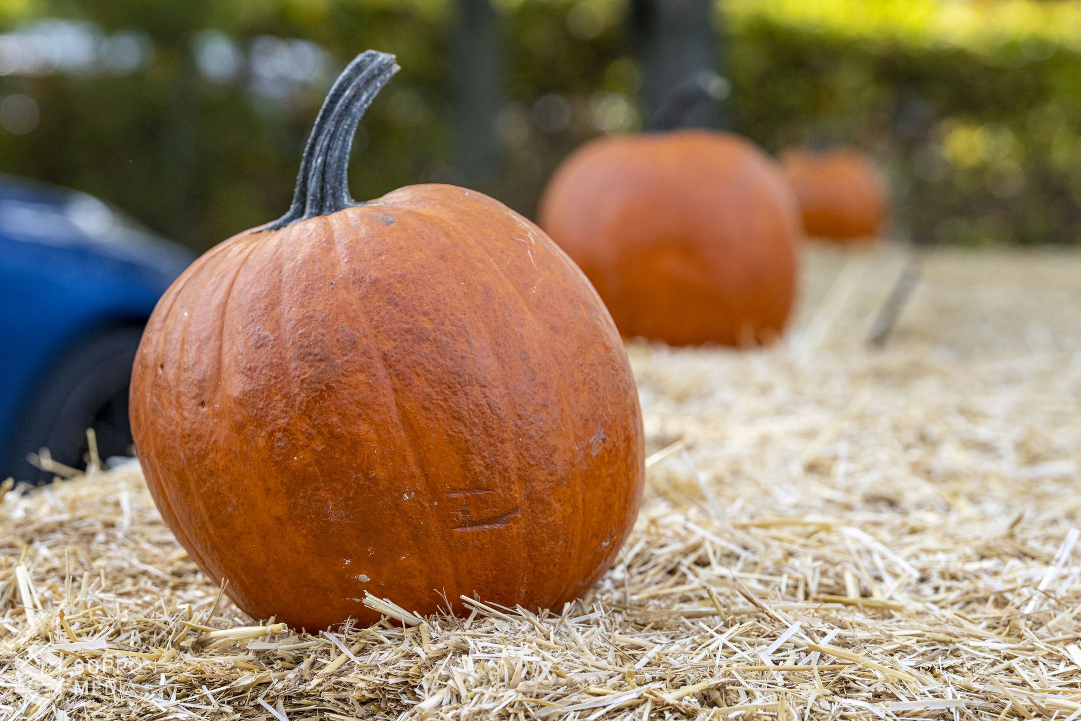 XIX. Ágfalvi Gesztenye Fesztivál